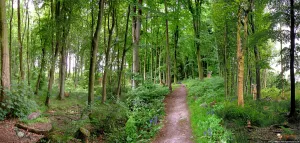 A Path Through the Forest Poster